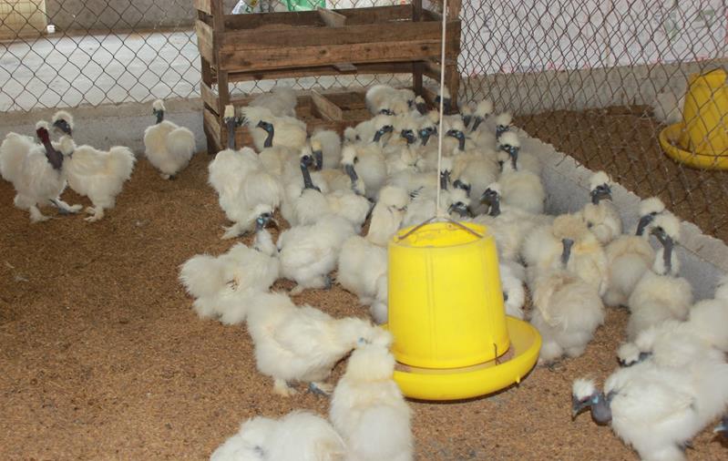 Một giống gà quý có cái cổ chả mọc lông, da đen nhẻm, ngành chức năng Đồng Nai tìm cách bảo tồn- Ảnh 4.