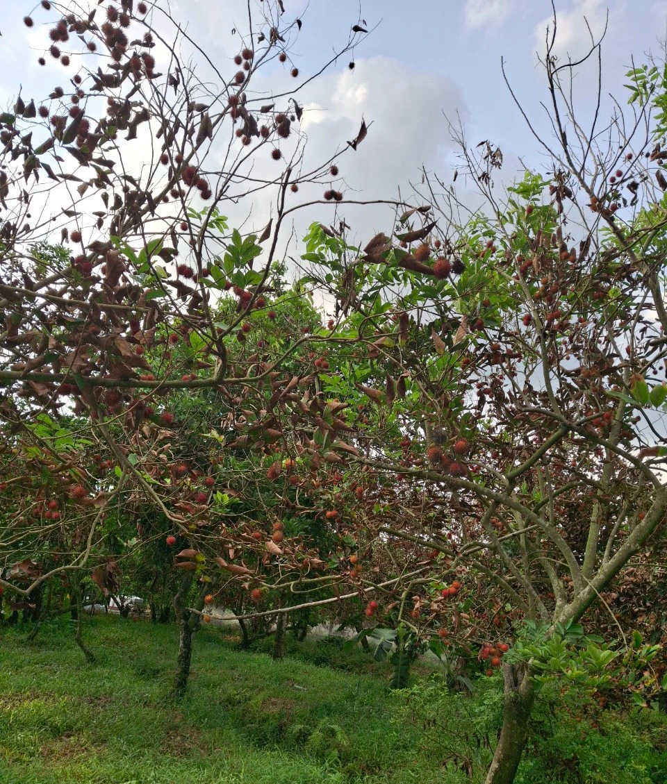 Sắp đối thoại vụ hơn 100 hộ dân trồng sầu riêng, chôm chôm ở Vĩnh Long gửi đơn "cầu cứu" ngành chức năng- Ảnh 3.