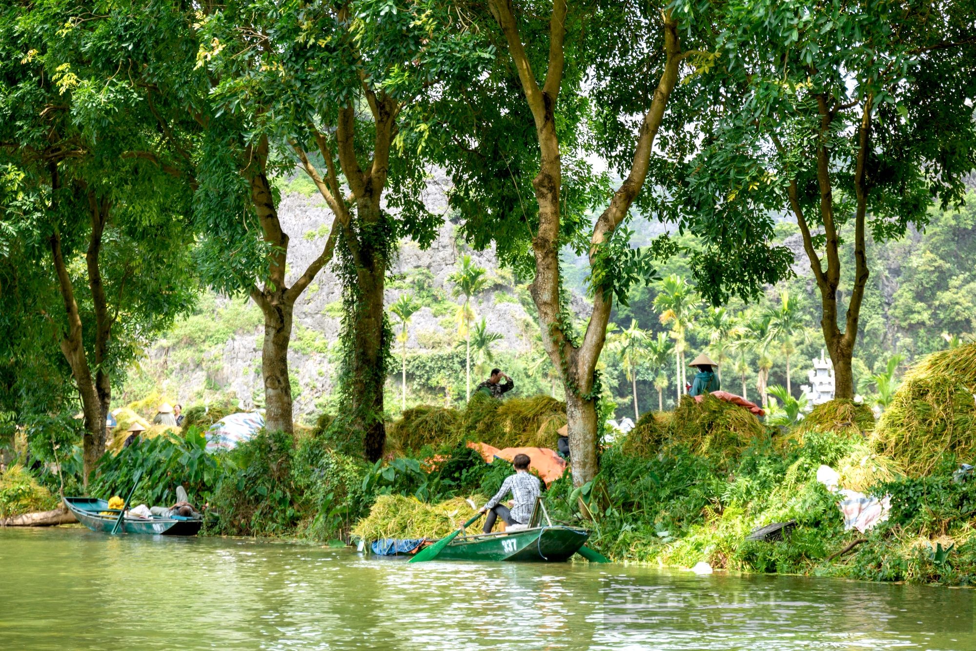 Mùa vàng sóng sánh như mật ong ở Tam Cốc- Ảnh 3.