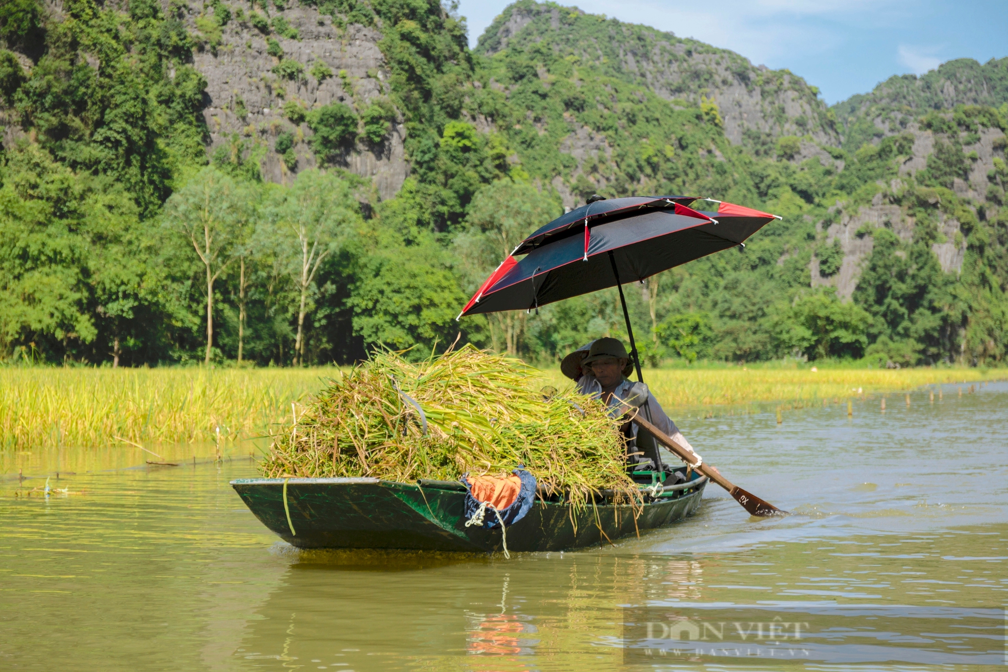 Mùa vàng sóng sánh như mật ong ở Tam Cốc- Ảnh 4.