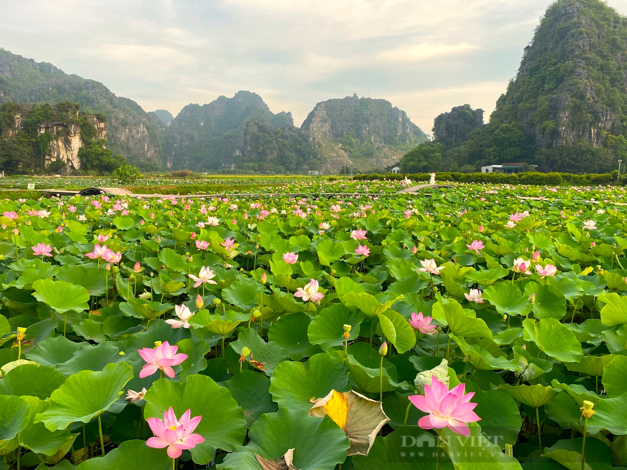 Mùa vàng sóng sánh như mật ong ở Tam Cốc- Ảnh 9.