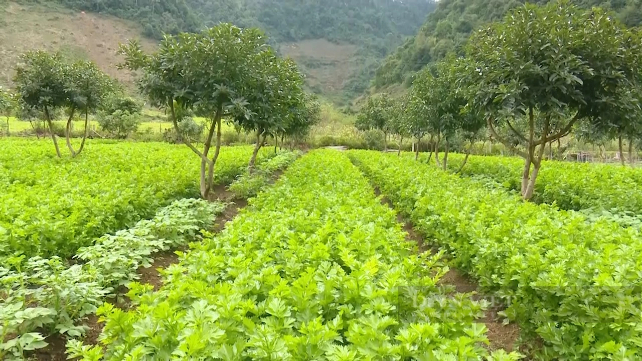 Trồng rau VietGAP kiểu gì mà bán vào siêu thị, nông dân Sơn La tự trả lương cao cho chính mình?- Ảnh 8.