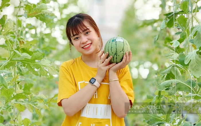 Nông dân trồng dưa trong nhà màng ở huyện Hóc Môn (TP.HCM). Ảnh: Nguyên Vỹ