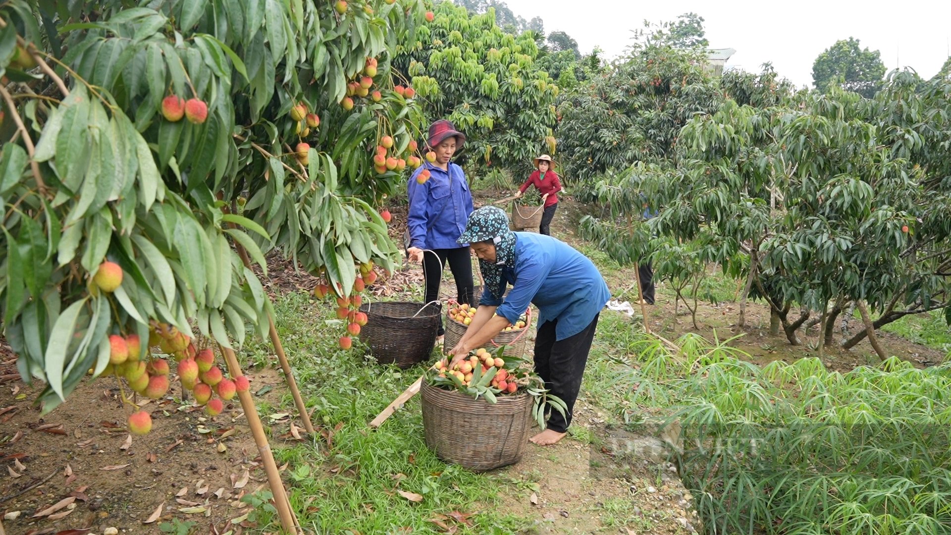 Loại quả đặc sản gốc gác từ Hải Dương, nông dân Lào Cai trồng thành công, trái chín xum xuê thế này đây- Ảnh 1.