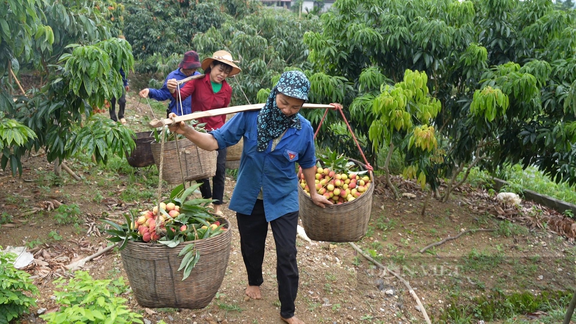 Loại quả đặc sản gốc gác từ Hải Dương, nông dân Lào Cai trồng thành công, trái chín xum xuê thế này đây- Ảnh 5.