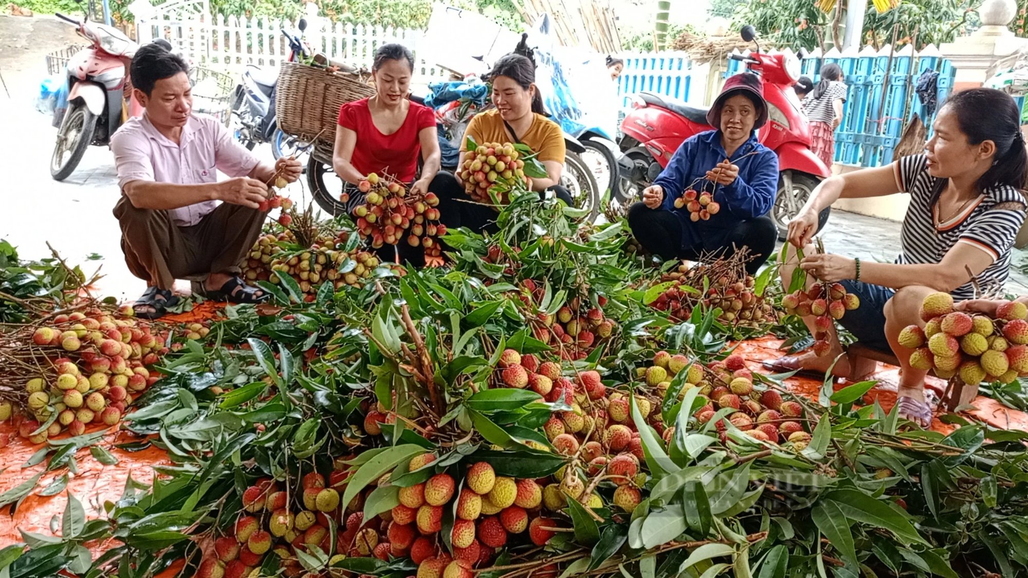 Loại quả đặc sản gốc gác từ Hải Dương, nông dân Lào Cai trồng thành công, trái chín xum xuê thế này đây- Ảnh 7.