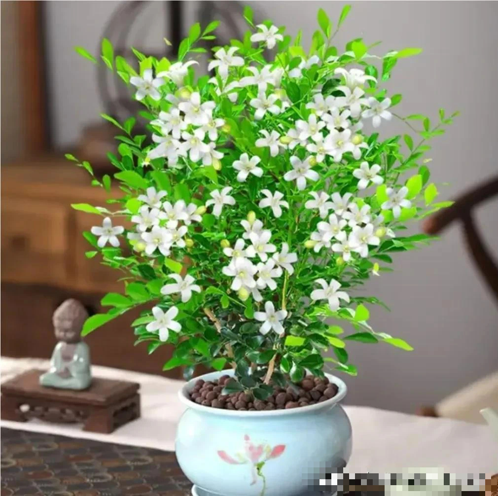 Đặt 10 cây cảnh này trong phòng ngủ, sức khỏe giảm sút, tài lộc thất thoát, may mắn cũng trốn xa- Ảnh 2.