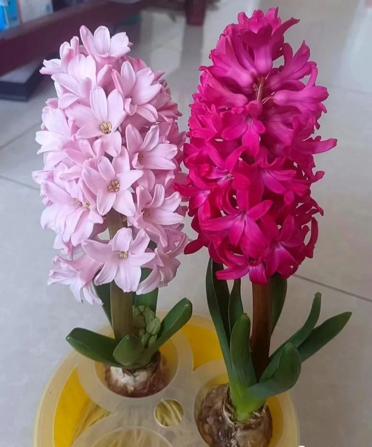 Đặt 10 cây cảnh này trong phòng ngủ, sức khỏe giảm sút, tài lộc thất thoát, may mắn cũng trốn xa- Ảnh 10.
