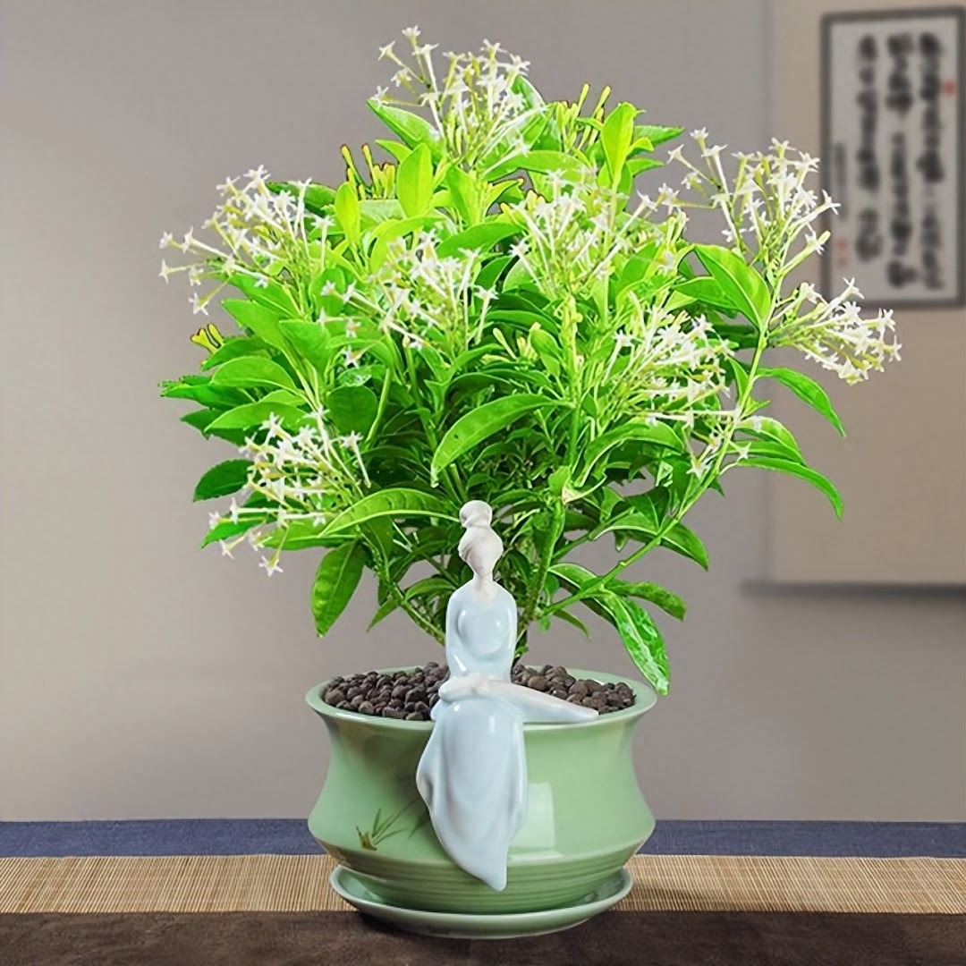 Đặt 10 cây cảnh này trong phòng ngủ, sức khỏe giảm sút, tài lộc thất thoát, may mắn cũng trốn xa- Ảnh 3.