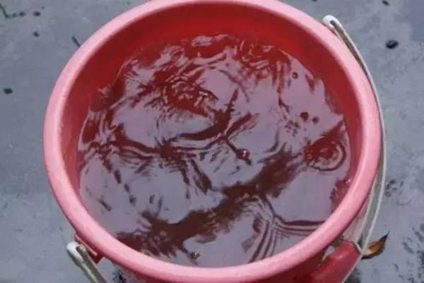 Nữ giáo viên mầm non bị khởi tố vì để bé 2 tuổi té ngã vào xô nước tại nhà trẻ không phép, tử vong- Ảnh 1.