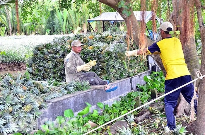 Đây là 2 loại trái cây đang tăng giá tốt nhất ở Kiên Giang, giá bán tăng gấp đôi năm 2023- Ảnh 1.