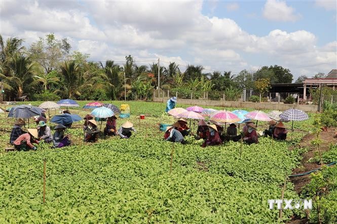 Vừa rồi hạn mặn như thế mà ở Tiền Giang, nông dân trồng rau kiểu gì vẫn tốt um, thu 300 triệu/ha?- Ảnh 3.