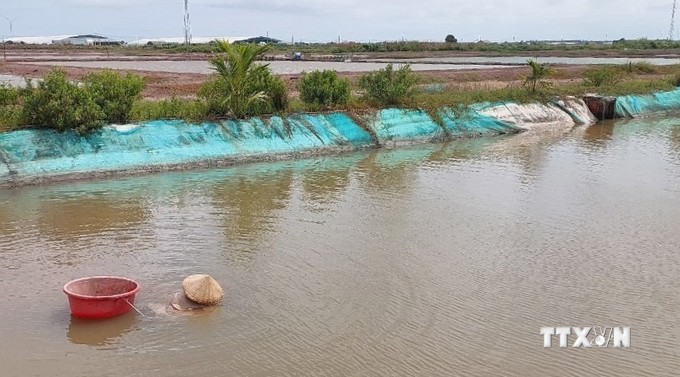 Vùng đất phía Nam quốc lộ 1A ở Bạc Liêu, dân nuôi con vật đặc sản, chả phải cho ăn, bán hết veo- Ảnh 1.