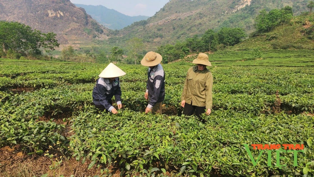 Nhà máy chè Tây Bắc đồng hành cùng người dân- Ảnh 1. Nhà máy chè Tây Bắc đồng hành cùng người dân- Ảnh 1.