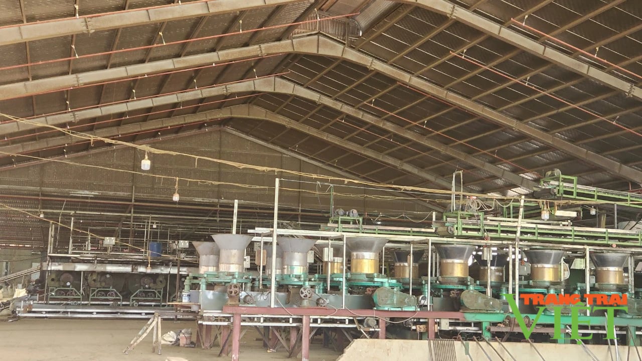 Nhà máy chè Tây Bắc đồng hành cùng người dân- Ảnh 2. Nhà máy chè Tây Bắc đồng hành cùng người dân- Ảnh 2.