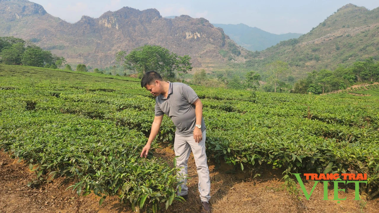 Nhà máy chè Tây Bắc đồng hành cùng người dân- Ảnh 3. Nhà máy chè Tây Bắc đồng hành cùng người dân- Ảnh 3.