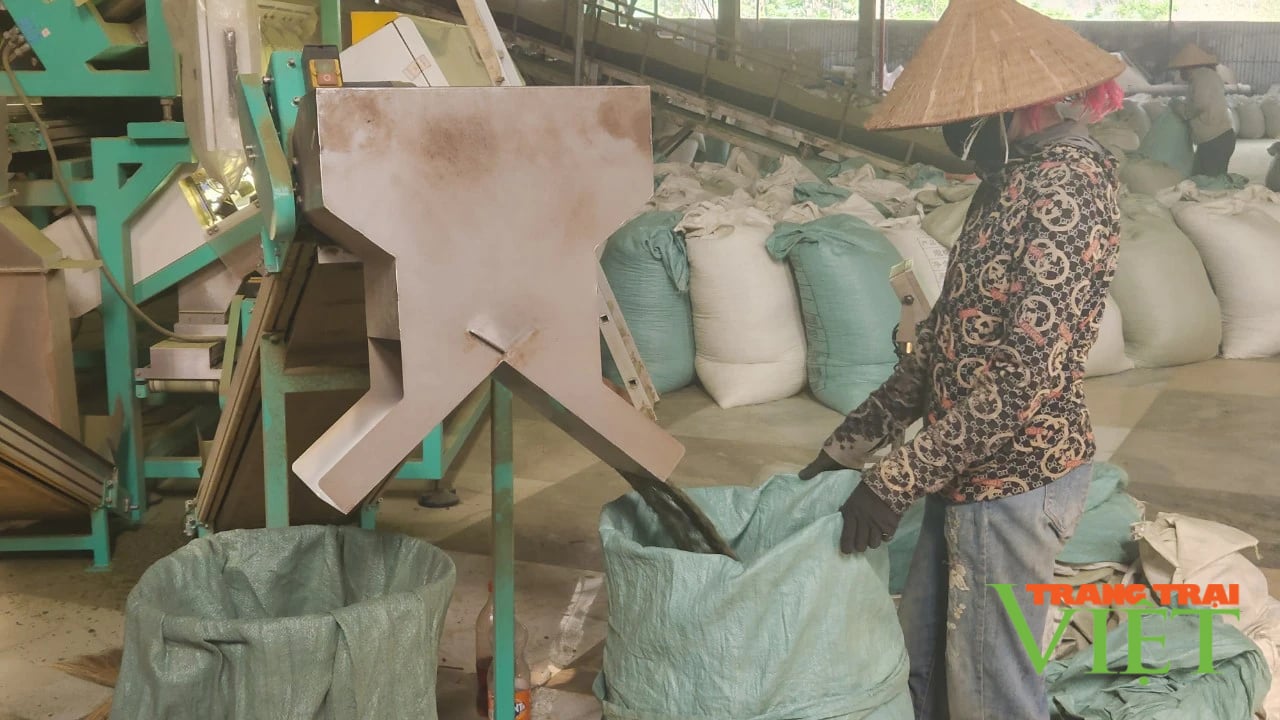 Nhà máy chè Tây Bắc đồng hành cùng người dân- Ảnh 4. Nhà máy chè Tây Bắc đồng hành cùng người dân- Ảnh 4.