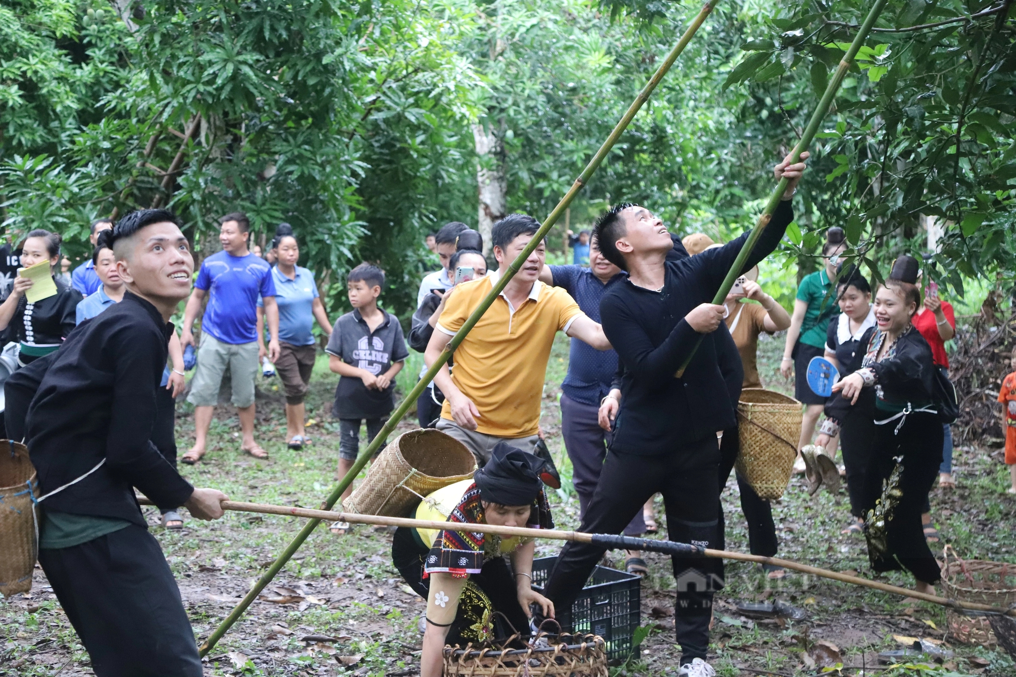 Vùng đất này ở Sơn La có tiếng chuối ngọt, xoài thơm, trai, gái dân tộc Thái rủ nhau lên đồi hái quả- Ảnh 2.