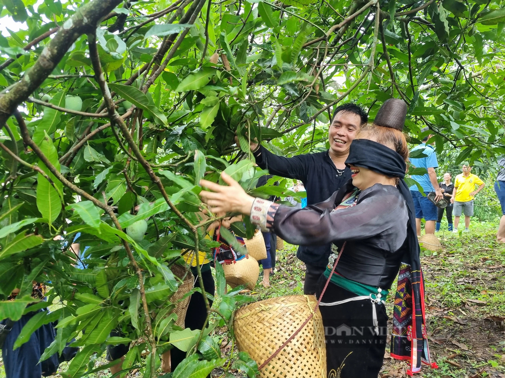 Vùng đất này ở Sơn La có tiếng chuối ngọt, xoài thơm, trai, gái dân tộc Thái rủ nhau lên đồi hái quả- Ảnh 3.