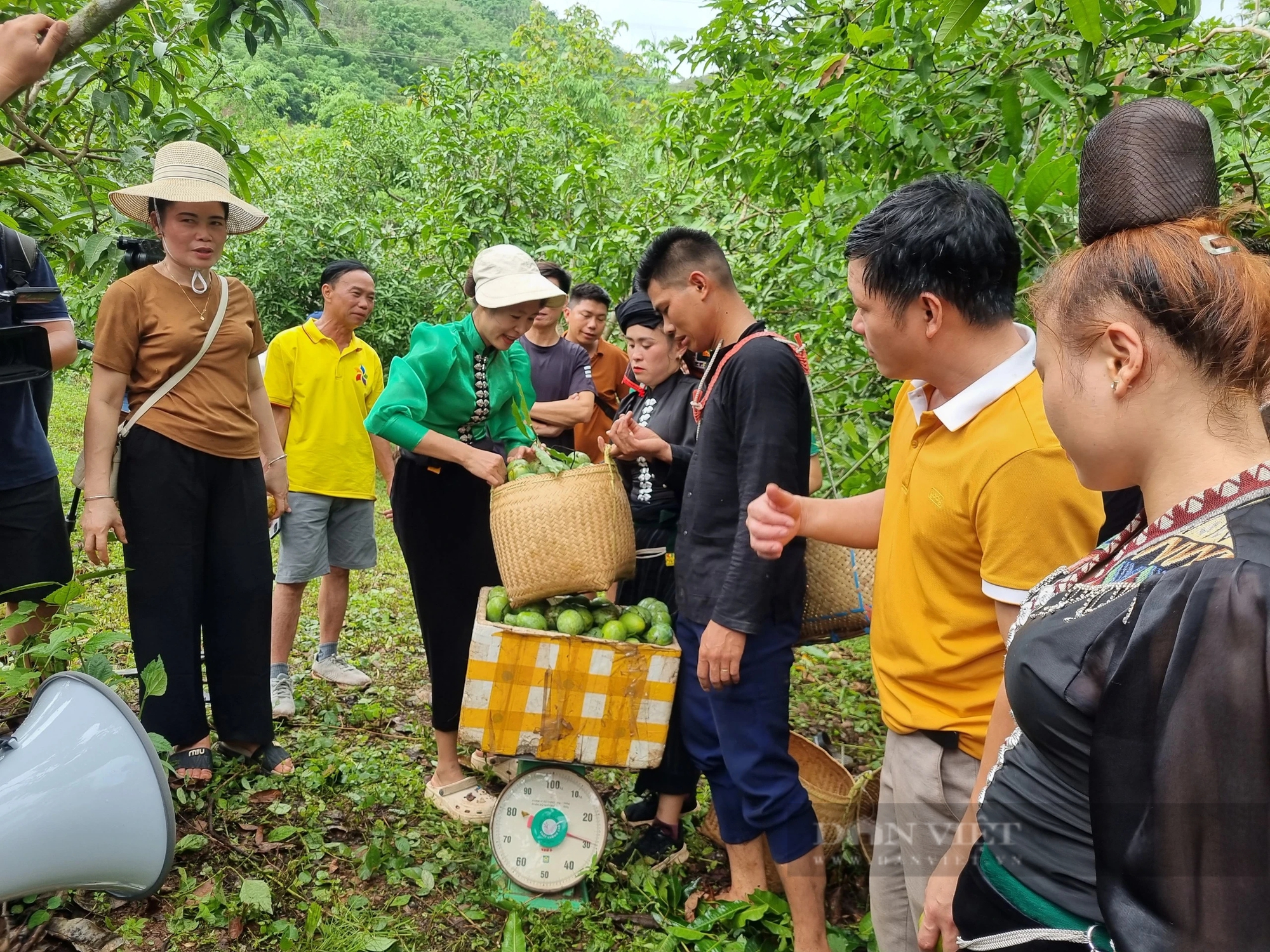 Vùng đất này ở Sơn La có tiếng chuối ngọt, xoài thơm, trai, gái dân tộc Thái rủ nhau lên đồi hái quả- Ảnh 4.