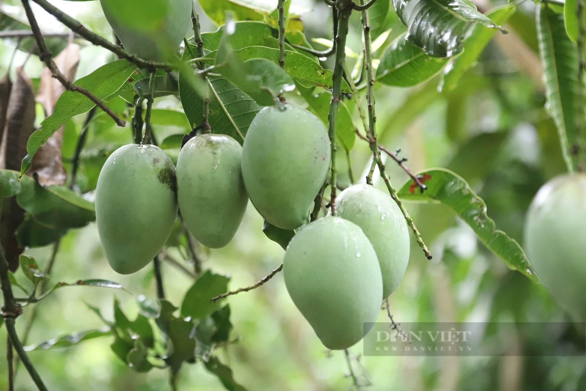 Vùng đất này ở Sơn La có tiếng chuối ngọt, xoài thơm, trai, gái dân tộc Thái rủ nhau lên đồi hái quả- Ảnh 5.