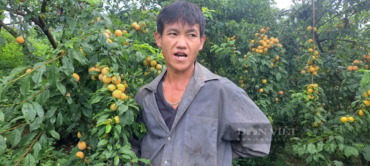 Trồng thứ mận màu vàng sai như nho lại chín muộn, anh A Trống ở Sơn La bán đắt gấp 4 lần mận thường - Ảnh 2.