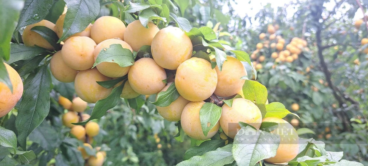 Trồng thứ mận màu vàng sai như nho lại chín muộn, anh A Trống ở Sơn La bán đắt gấp 4 lần mận thường - Ảnh 3.