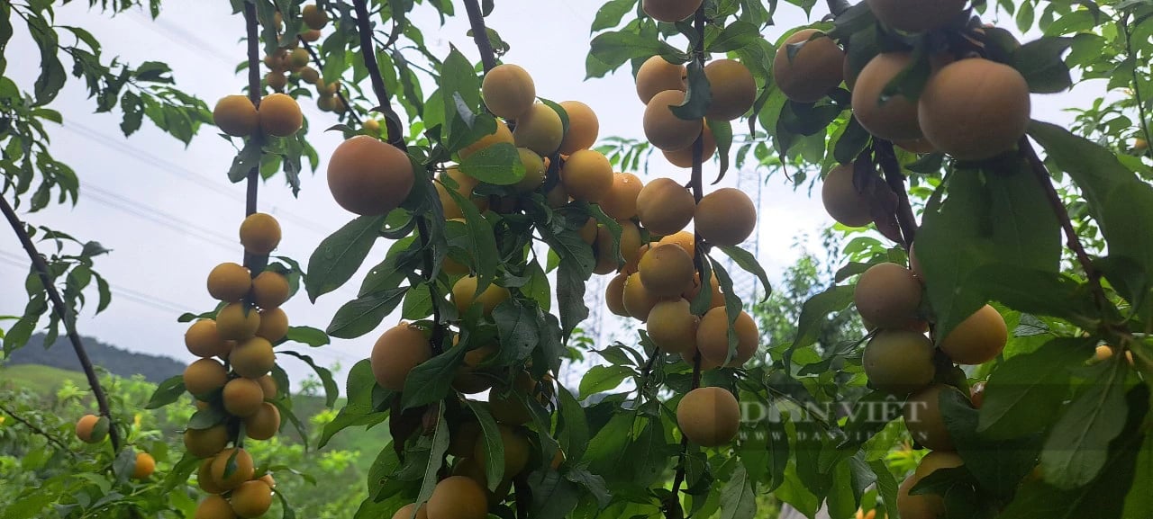 Trồng thứ mận màu vàng sai như nho lại chín muộn, anh A Trống ở Sơn La bán đắt gấp 4 lần mận thường - Ảnh 5.