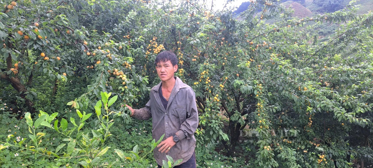 Trồng thứ mận màu vàng sai như nho lại chín muộn, anh A Trống ở Sơn La bán đắt gấp 4 lần mận thường - Ảnh 6.