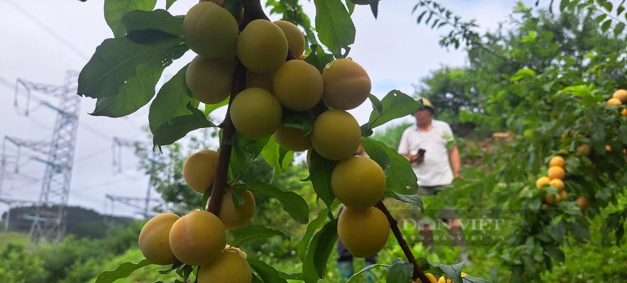 Trồng thứ mận màu vàng sai như nho lại chín muộn, anh A Trống ở Sơn La bán đắt gấp 4 lần mận thường - Ảnh 10.
