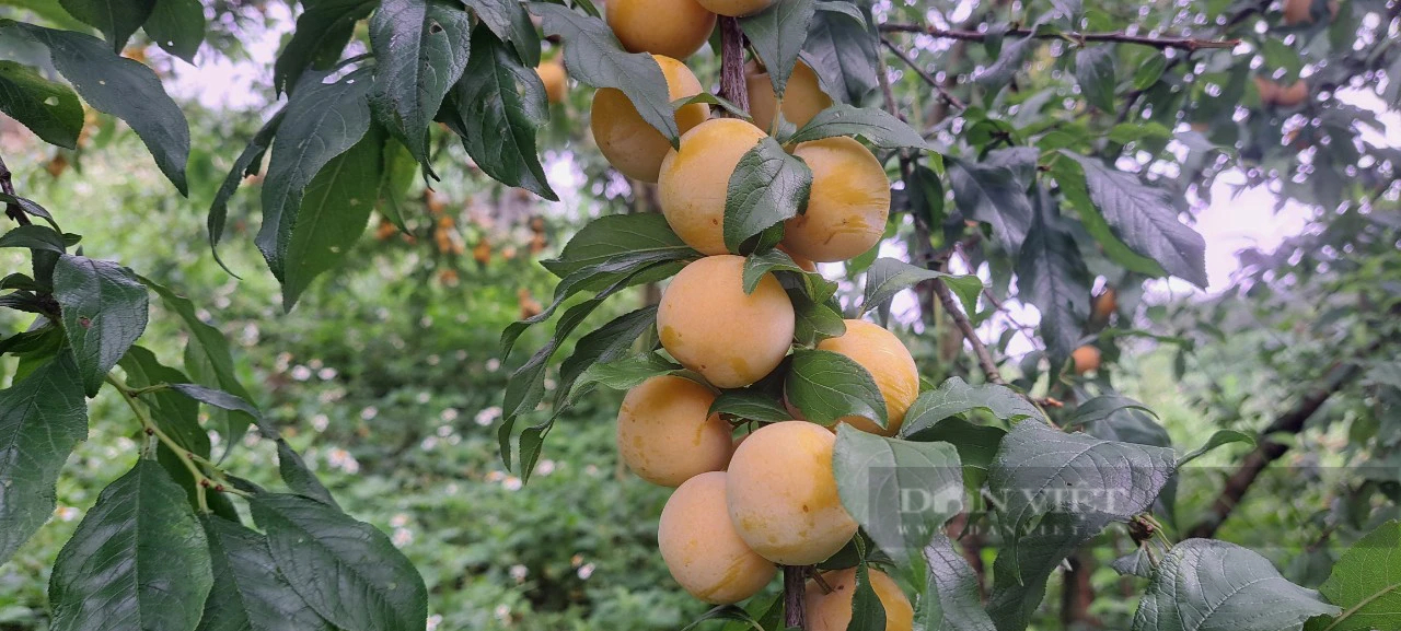 Trồng thứ mận màu vàng sai như nho lại chín muộn, anh A Trống ở Sơn La bán đắt gấp 4 lần mận thường - Ảnh 13.