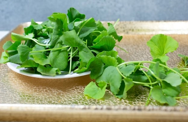 Lợi ích đáng kinh ngạc của loại thảo mộc "quý hơn vàng" đối với sức khỏe- Ảnh 1. Lợi ích đáng kinh ngạc của loại thảo mộc "quý hơn vàng" đối với sức khỏe- Ảnh 1.