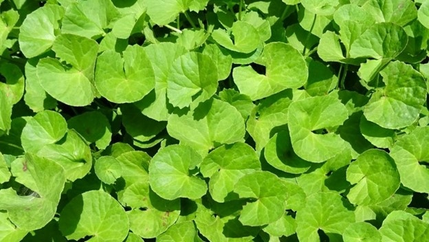 Lợi ích đáng kinh ngạc của loại thảo mộc "quý hơn vàng" đối với sức khỏe- Ảnh 2. Lợi ích đáng kinh ngạc của loại thảo mộc "quý hơn vàng" đối với sức khỏe- Ảnh 2.