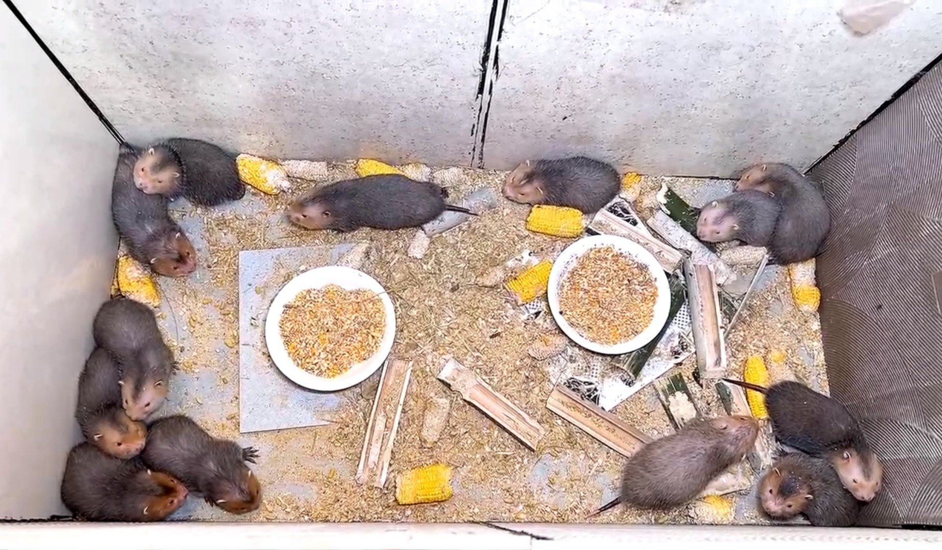 Nuôi con đặc sản là con gì mà một anh nông dân Đắk Lắk thu tiền tỷ, cả làng phục lăn?- Ảnh 1.