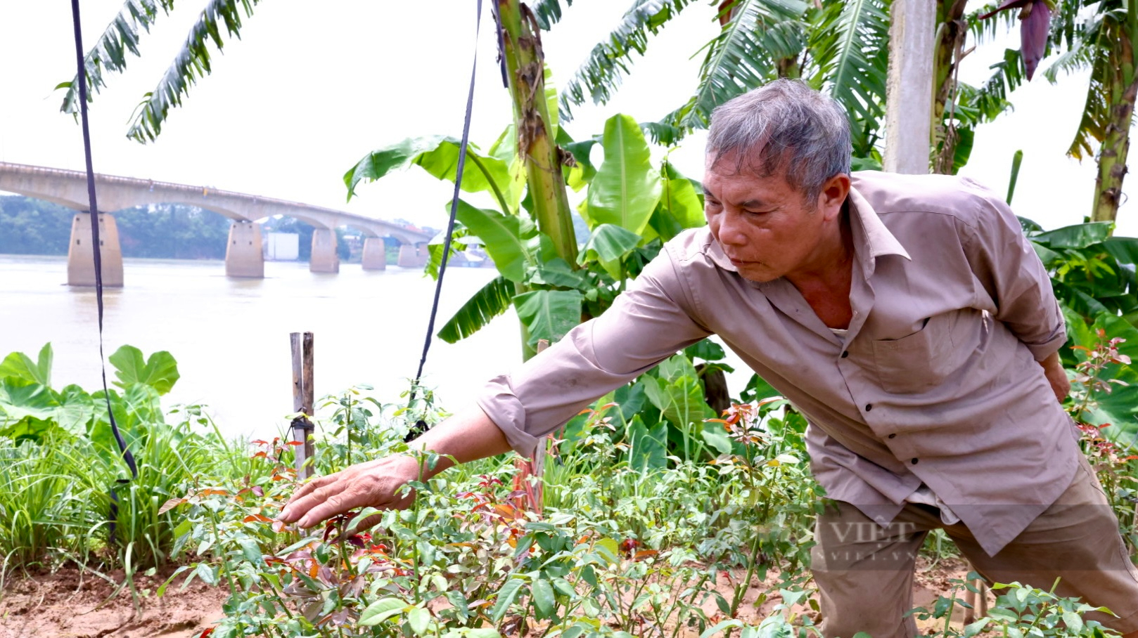Phú Thọ: Bờ sông Đà sạt lở, người dân bất lực nhìn hàng nghìn gốc hồng, gốc chuối trôi sông- Ảnh 1.