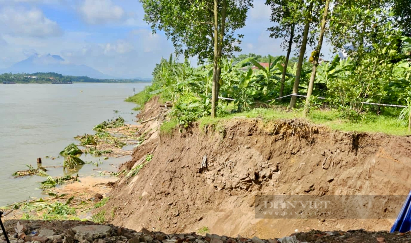 Phú Thọ: Bờ sông Đà sạt lở, người dân bất lực nhìn hàng nghìn gốc hồng, gốc chuối trôi sông- Ảnh 5.