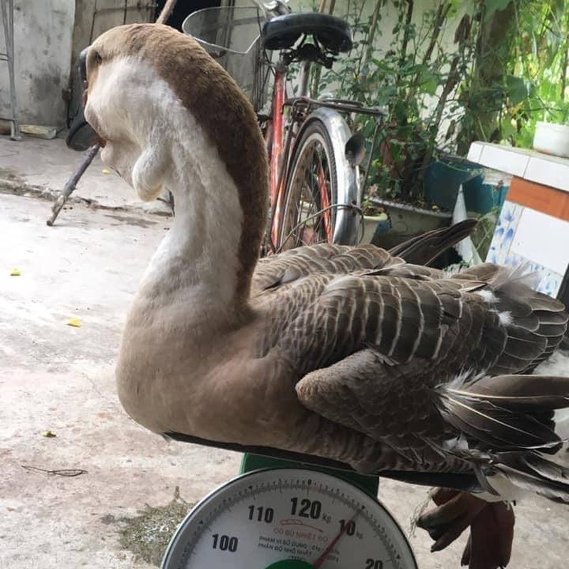 Ngỗng sư tử có gì đặc biệt mà giá lên đến 45,5 triệu đồng/con, tìm mua ở đâu?- Ảnh 3.