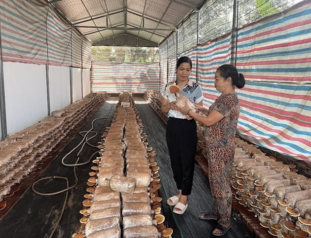 Loại nấm quý hiếm ở rừng nguyên sinh, nông dân Vĩnh Phúc thử trồng trong lán trại, ngờ đâu lãi to- Ảnh 1.