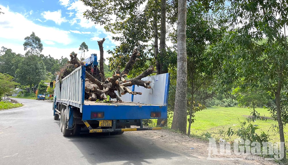 Ở vùng Bảy Núi của An Giang mọc la liệt cây trâm dại thấp tè đã ra trái quá trời, là trái đặc sản- Ảnh 12.