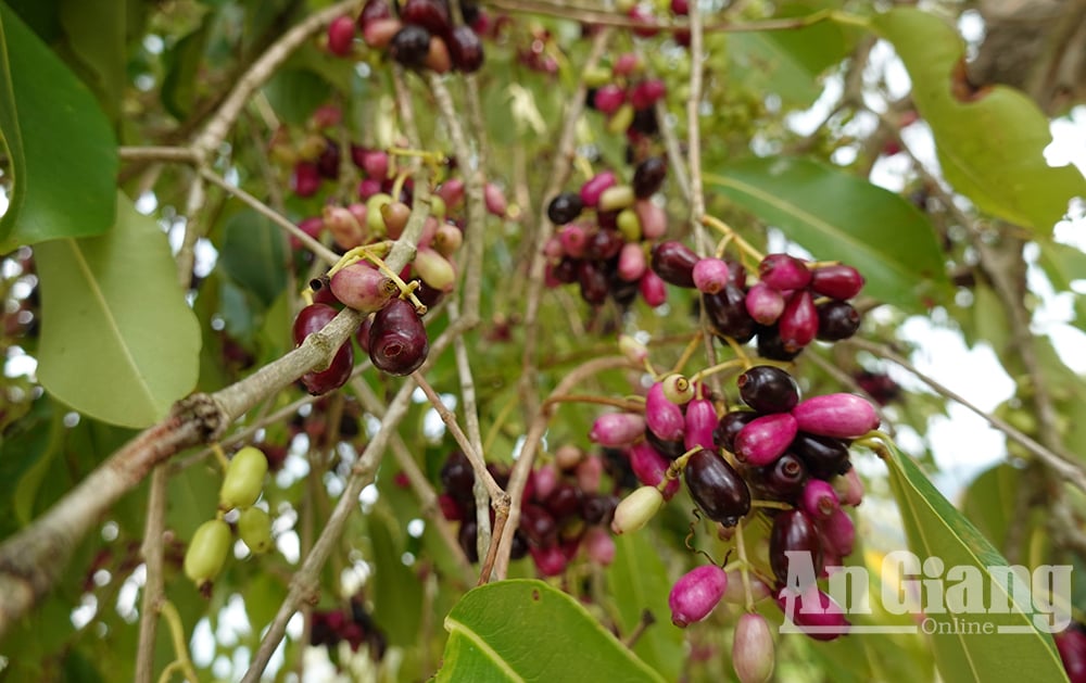 Ở vùng Bảy Núi của An Giang mọc la liệt cây trâm dại thấp tè đã ra trái quá trời, là trái đặc sản- Ảnh 4.