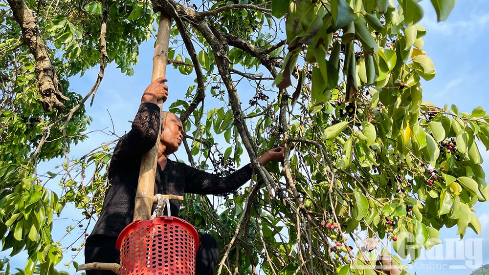 Ở vùng Bảy Núi của An Giang mọc la liệt cây trâm dại thấp tè đã ra trái quá trời, là trái đặc sản- Ảnh 8.