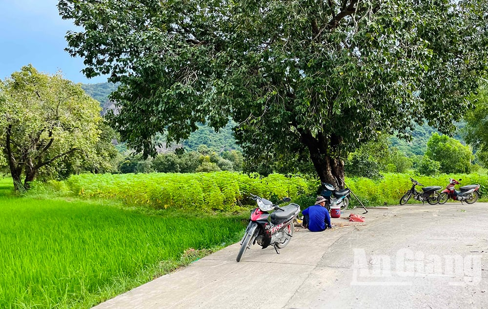 Ở vùng Bảy Núi của An Giang mọc la liệt cây trâm dại thấp tè đã ra trái quá trời, là trái đặc sản- Ảnh 11.