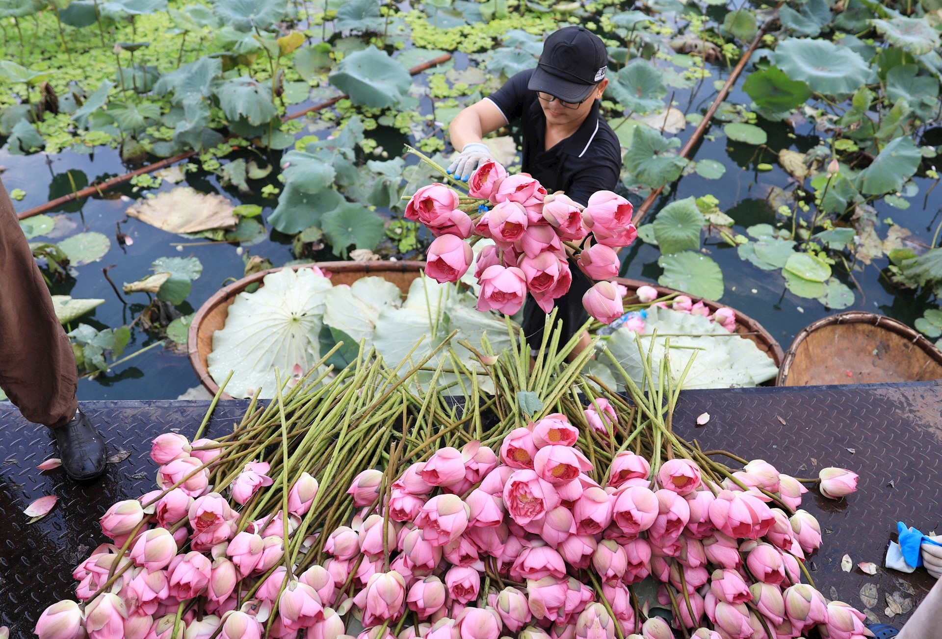 Lễ hội Sen Hà Nội 2023 xác lập hai kỷ lục khủng- Ảnh 1.