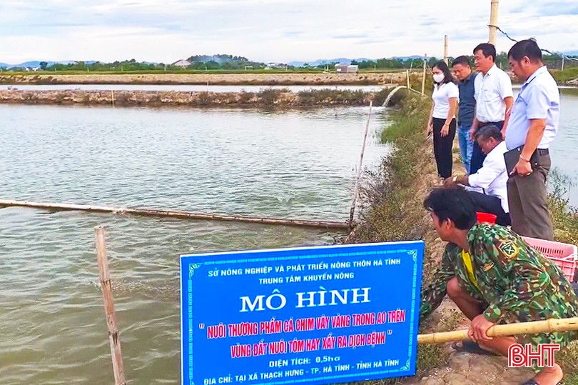 Một loại cá có vây vàng được nông dân Hà Tĩnh nuôi nhiều, lãi 300-400 triệu đồng/ha - Ảnh 4.