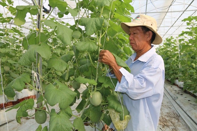 Nông dân Trà Vinh ứng dụng chuyển đổi số trong nuôi tôm, trồng dưa lưới, có nông dân xuất sắc thu 8-9 tỷ/năm- Ảnh 2.