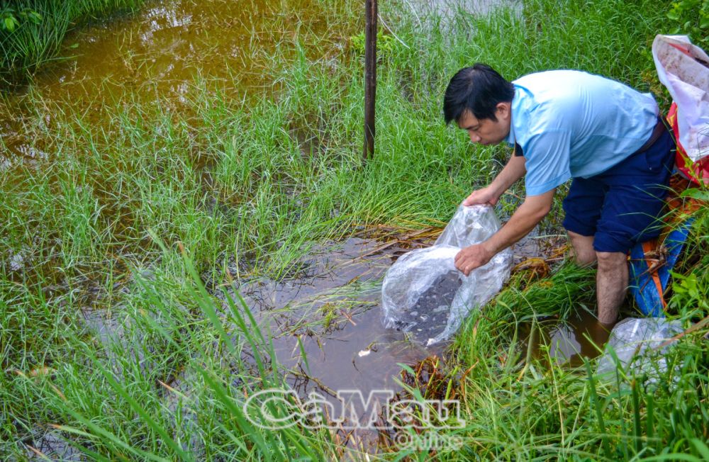 Cá lòng ròng, cá sặc, cá rô non vẫn bán đầy chợ, ngành chức năng Cà Mau thu giữ rồi thả về tự nhiên - Ảnh 2.