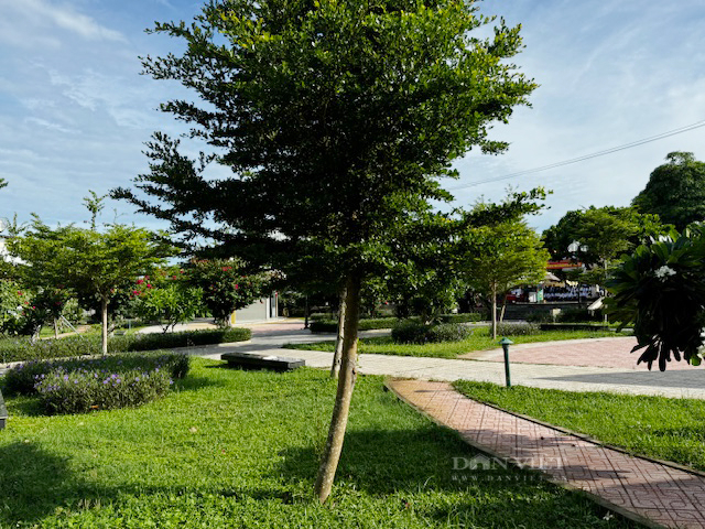 Nhiều cây cảnh gốc nhập ngoại ở Lý Sơn tỉnh Quảng Ngãi đã thoát “1 trồng 3-4 chống”- Ảnh 1. Nhiều cây cảnh gốc nhập ngoại ở Lý Sơn tỉnh Quảng Ngãi đã thoát “1 trồng 3-4 chống”- Ảnh 1.