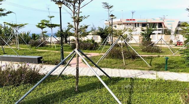 Nhiều cây cảnh gốc nhập ngoại ở Lý Sơn tỉnh Quảng Ngãi đã thoát “1 trồng 3-4 chống”- Ảnh 5. Nhiều cây cảnh gốc nhập ngoại ở Lý Sơn tỉnh Quảng Ngãi đã thoát “1 trồng 3-4 chống”- Ảnh 5.