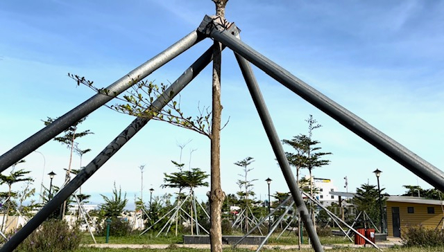 Nhiều cây cảnh gốc nhập ngoại ở Lý Sơn tỉnh Quảng Ngãi đã thoát “1 trồng 3-4 chống”- Ảnh 6. Nhiều cây cảnh gốc nhập ngoại ở Lý Sơn tỉnh Quảng Ngãi đã thoát “1 trồng 3-4 chống”- Ảnh 6.