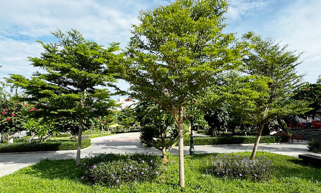 Nhiều cây cảnh gốc nhập ngoại ở Lý Sơn tỉnh Quảng Ngãi đã thoát “1 trồng 3-4 chống”- Ảnh 9. Nhiều cây cảnh gốc nhập ngoại ở Lý Sơn tỉnh Quảng Ngãi đã thoát “1 trồng 3-4 chống”- Ảnh 9.